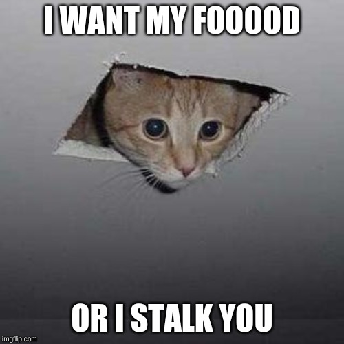 Ceiling Cat Meme | I WANT MY FOOOOD; OR I STALK YOU | image tagged in memes,ceiling cat | made w/ Imgflip meme maker