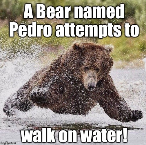 A Bear named Pedro attempts to; walk on water! | made w/ Imgflip meme maker