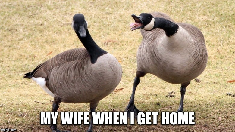 image tagged in geese,wife,angry | made w/ Imgflip meme maker