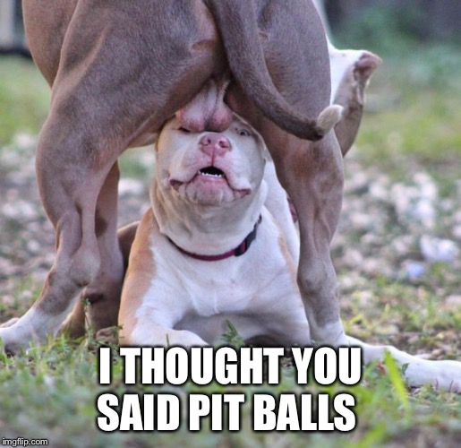 I THOUGHT YOU SAID PIT BALLS | made w/ Imgflip meme maker