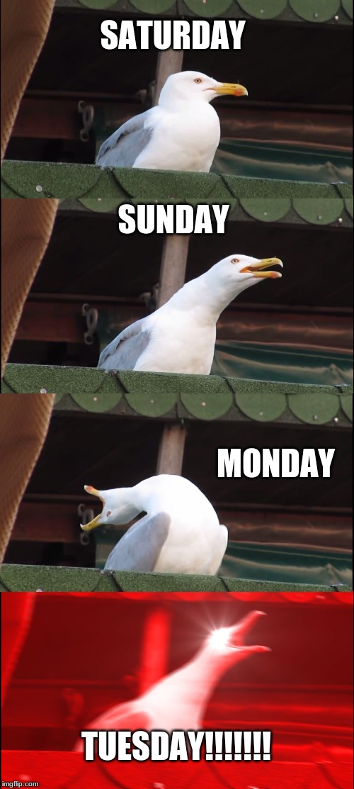 Inhaling Seagull Meme | SATURDAY; SUNDAY; MONDAY; TUESDAY!!!!!!! | image tagged in memes,inhaling seagull | made w/ Imgflip meme maker