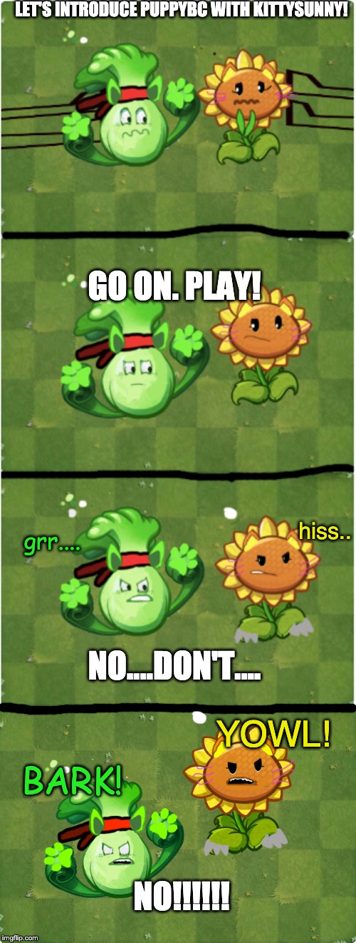 IS A KITTY PLANT! But PuppyBC dislikes her. | LET'S INTRODUCE PUPPYBC WITH KITTYSUNNY! GO ON. PLAY! hiss.. grr.... YOWL! NO....DON'T.... BARK! NO!!!!!! | made w/ Imgflip meme maker