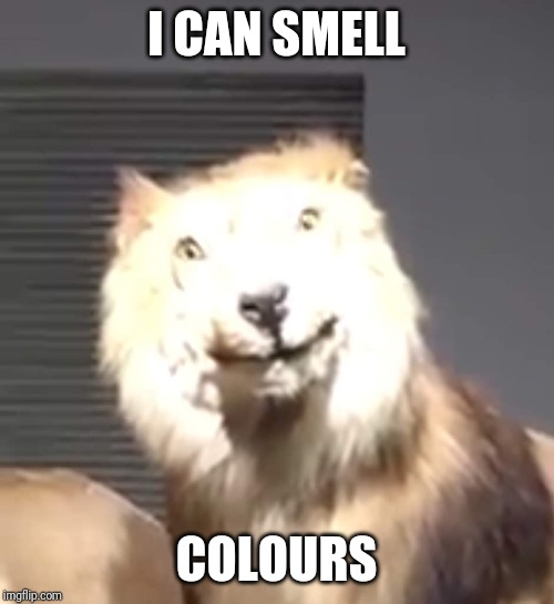 High lion | I CAN SMELL; COLOURS | image tagged in high,lion | made w/ Imgflip meme maker