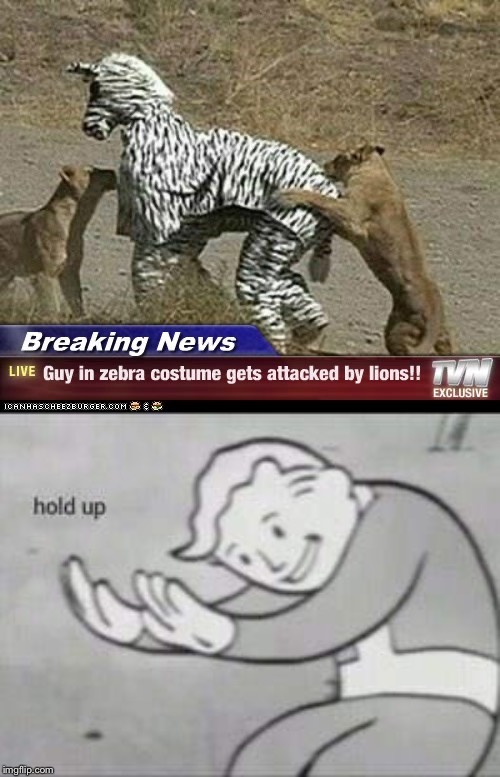 This guy got balls | image tagged in fallout hold up,funny memes,lion,hilarious | made w/ Imgflip meme maker