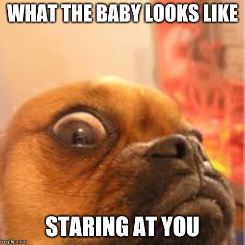 oh nooooo | WHAT THE BABY LOOKS LIKE; STARING AT YOU | image tagged in funny dogs,death stare | made w/ Imgflip meme maker