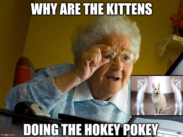 Grandma Finds The Internet Meme | WHY ARE THE KITTENS; DOING THE HOKEY POKEY | image tagged in memes,grandma finds the internet | made w/ Imgflip meme maker