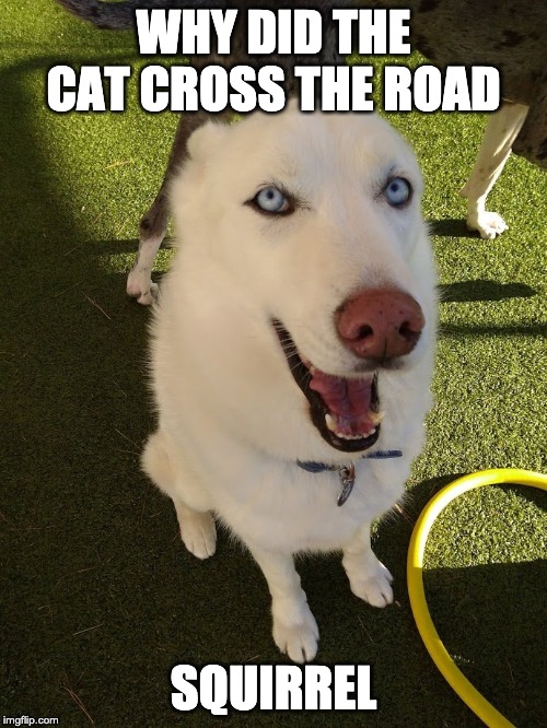 Blue Cataldo Standup Comic | WHY DID THE CAT CROSS THE ROAD; SQUIRREL | image tagged in husky,derp,dog,jokes,bad joke dog | made w/ Imgflip meme maker
