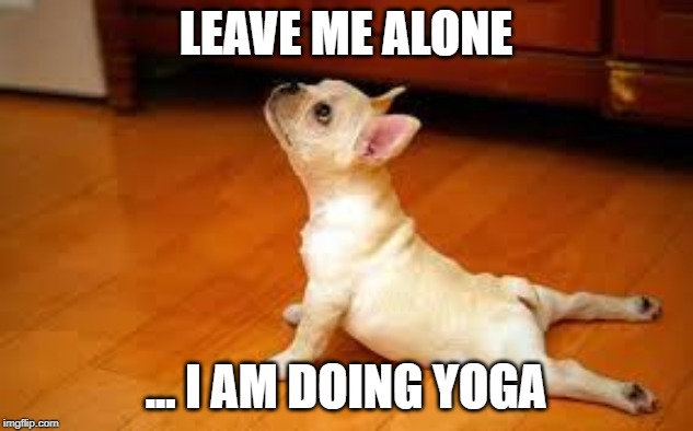 yoga dog | LEAVE ME ALONE; ... I AM DOING YOGA | image tagged in dog | made w/ Imgflip meme maker