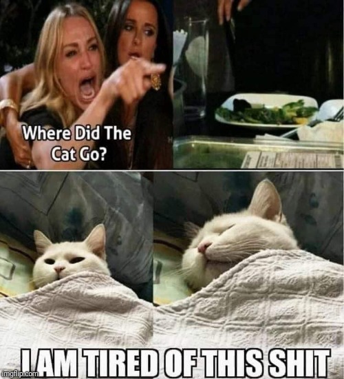Cat scream | image tagged in lady yelling at cat,funny cat memes,woman yelling at cat,cats,sleep | made w/ Imgflip meme maker
