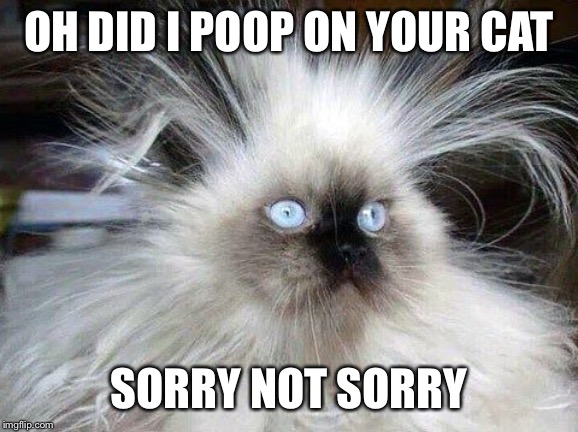 Crazy Hair Cat | OH DID I POOP ON YOUR CAT; SORRY NOT SORRY | image tagged in crazy hair cat | made w/ Imgflip meme maker