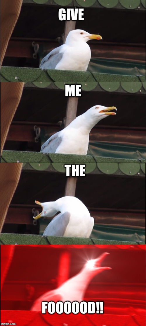 Inhaling Seagull | GIVE; ME; THE; FOOOOOD!! | image tagged in memes,inhaling seagull | made w/ Imgflip meme maker