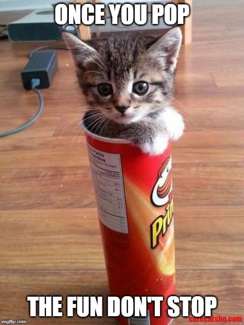 Kitty Chips | ONCE YOU POP; THE FUN DON'T STOP | image tagged in pringles,cats | made w/ Imgflip meme maker