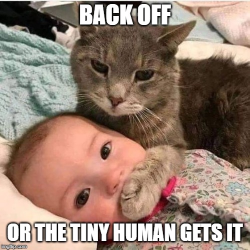 Cat gets Baby | BACK OFF; OR THE TINY HUMAN GETS IT | image tagged in baby,cat | made w/ Imgflip meme maker
