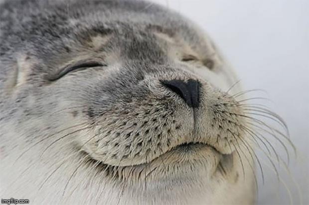 Satisfied Seal Meme | image tagged in memes,satisfied seal | made w/ Imgflip meme maker