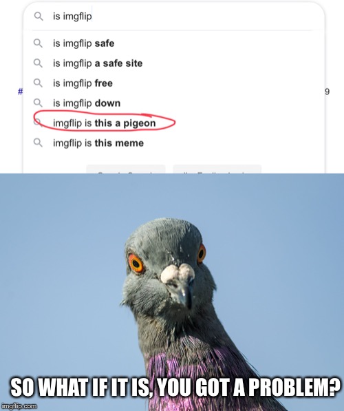 The Imgflip Pigeon | SO WHAT IF IT IS, YOU GOT A PROBLEM? | image tagged in imgflip,funny,memes,pigeon | made w/ Imgflip meme maker