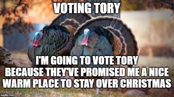 Turkeys voting for Christmas | VOTING TORY; I'M GOING TO VOTE TORY BECAUSE THEY'VE PROMISED ME A NICE WARM PLACE TO STAY OVER CHRISTMAS | image tagged in turkey,voting,thanksgiving,christmas | made w/ Imgflip meme maker