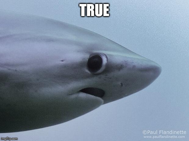 Awkward Shark | TRUE | image tagged in awkward shark | made w/ Imgflip meme maker