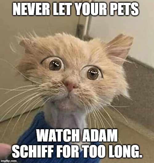 Never Let Your Pets Watch Adam Schiff | NEVER LET YOUR PETS; WATCH ADAM SCHIFF FOR TOO LONG. | image tagged in adamschiff,impeachmenthearings,trumphunt | made w/ Imgflip meme maker