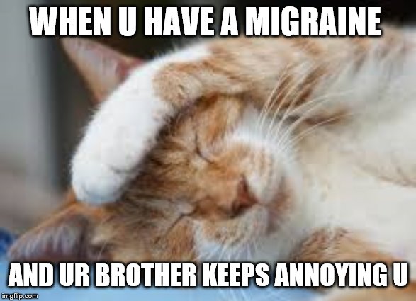 WHEN U HAVE A MIGRAINE; AND UR BROTHER KEEPS ANNOYING U | image tagged in cats | made w/ Imgflip meme maker