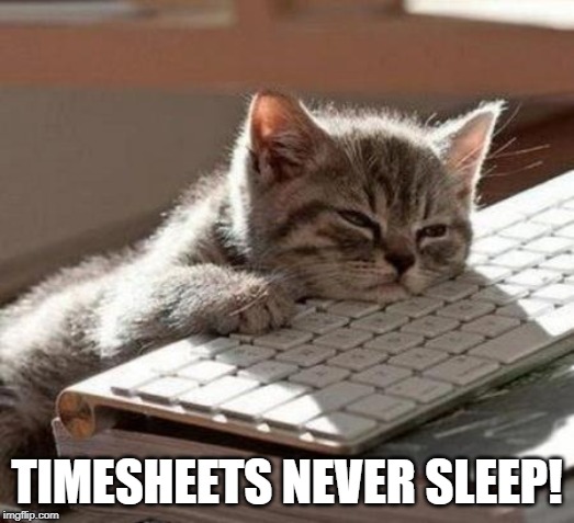 tired cat | TIMESHEETS NEVER SLEEP! | image tagged in tired cat | made w/ Imgflip meme maker