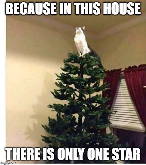 only one star | BECAUSE IN THIS HOUSE; THERE IS ONLY ONE STAR | image tagged in star,christmas tree,ornament,tree angel | made w/ Imgflip meme maker