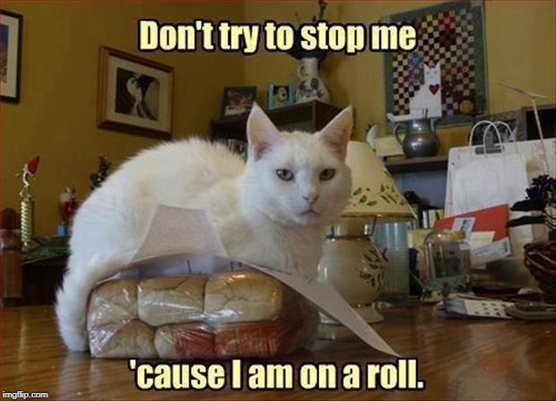 cat on a roll | image tagged in pun,cat pun,rolls | made w/ Imgflip meme maker