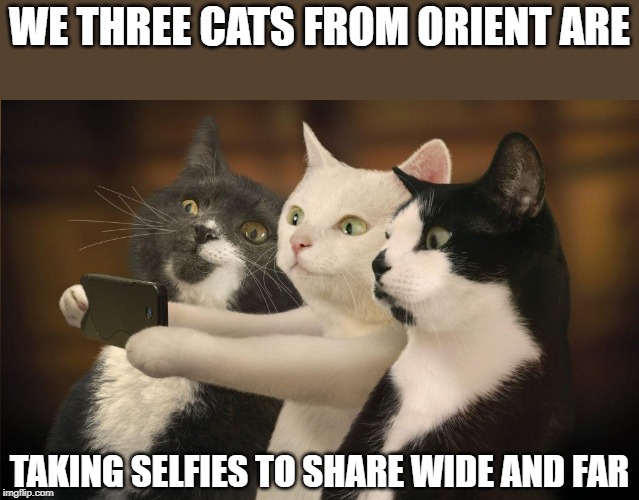 we 3 cats | WE THREE CATS FROM ORIENT ARE; TAKING SELFIES TO SHARE WIDE AND FAR | image tagged in christmas cats,cat selfies,cracked carol | made w/ Imgflip meme maker