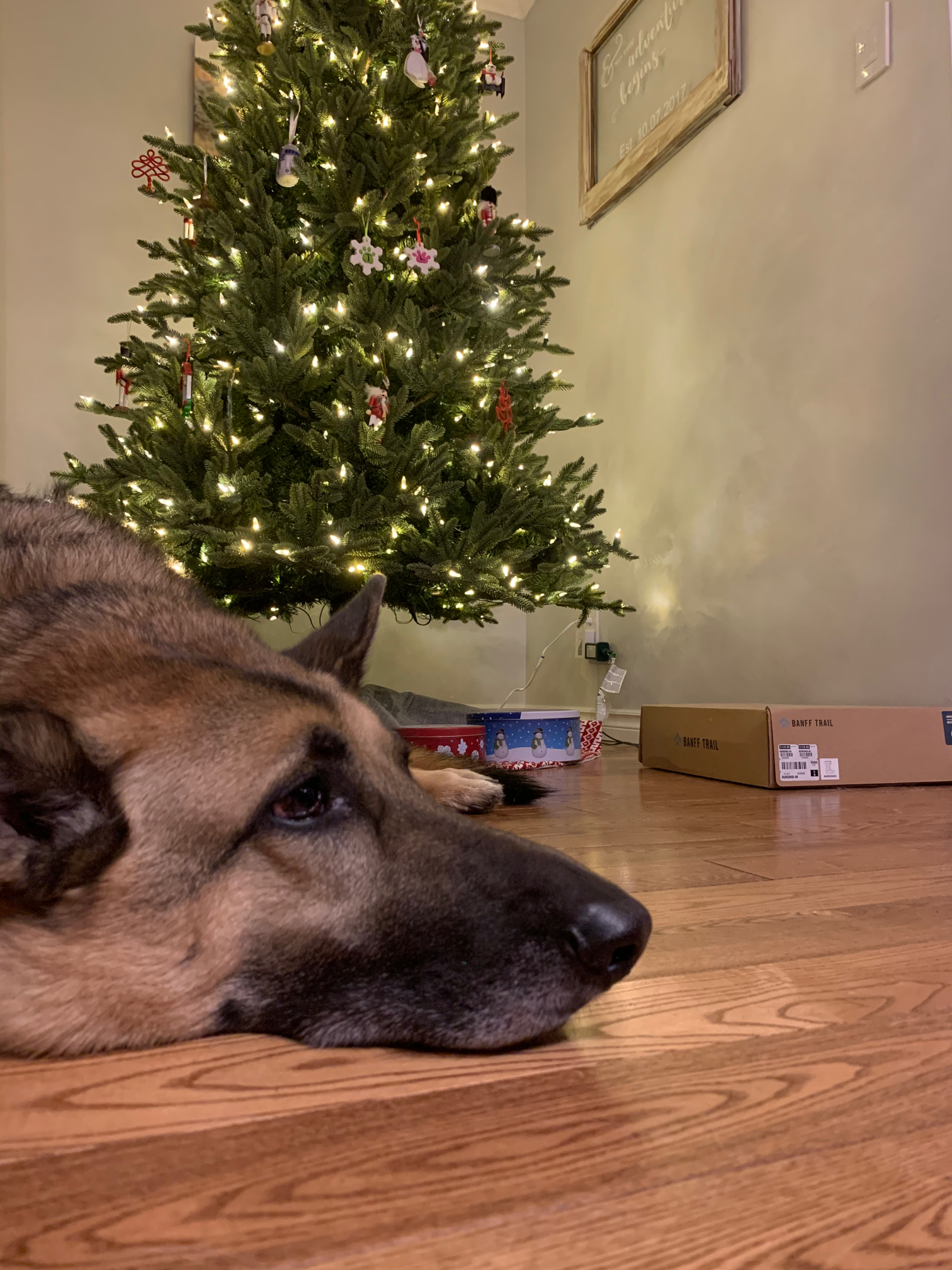 Sad Christmas Dog Blank Meme Template