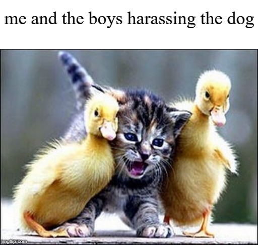 Me and the ducks | me and the boys harassing the dog | image tagged in kitten with ducklings,me and the boys,funny memes,cats,memes | made w/ Imgflip meme maker