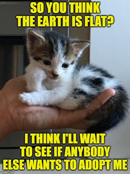 Let down kitten | SO YOU THINK THE EARTH IS FLAT? I THINK I'LL WAIT TO SEE IF ANYBODY ELSE WANTS TO ADOPT ME | image tagged in cynical-kitten,cat,cat meme,flat earthers,adoption,kitten | made w/ Imgflip meme maker