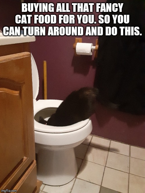 BUYING ALL THAT FANCY CAT FOOD FOR YOU. SO YOU CAN TURN AROUND AND DO THIS. | image tagged in funny cats,funny cat memes,cat memes,cat | made w/ Imgflip meme maker