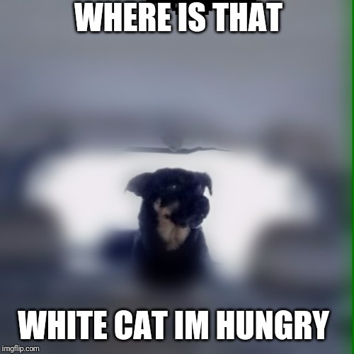 Diesel | WHERE IS THAT; WHITE CAT IM HUNGRY | image tagged in diesel | made w/ Imgflip meme maker