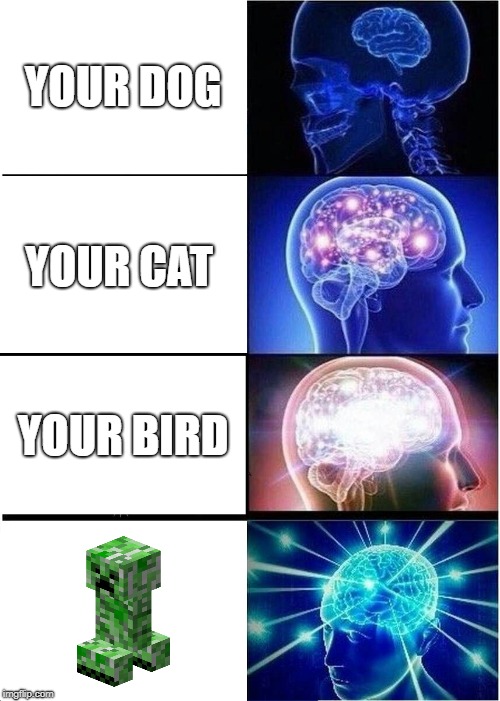 Expanding Brain | YOUR DOG; YOUR CAT; YOUR BIRD | image tagged in memes,expanding brain | made w/ Imgflip meme maker