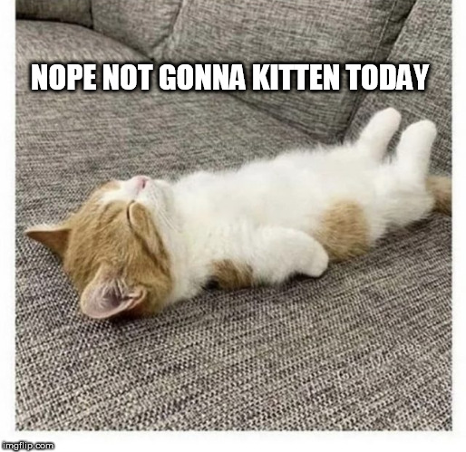 cat | NOPE NOT GONNA KITTEN TODAY | image tagged in cat | made w/ Imgflip meme maker