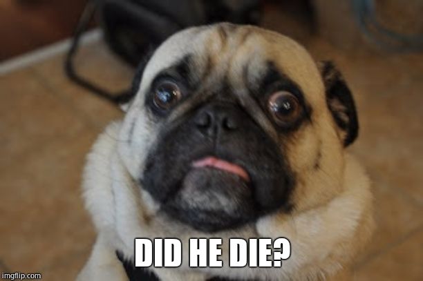 Pug worried | DID HE DIE? | image tagged in pug worried | made w/ Imgflip meme maker
