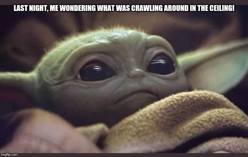 Baby Yoda | LAST NIGHT, ME WONDERING WHAT WAS CRAWLING AROUND IN THE CEILING! | image tagged in baby yoda | made w/ Imgflip meme maker