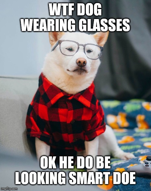 WTF DOG WEARING GLASSES; OK HE DO BE LOOKING SMART DOE | image tagged in original meme | made w/ Imgflip meme maker