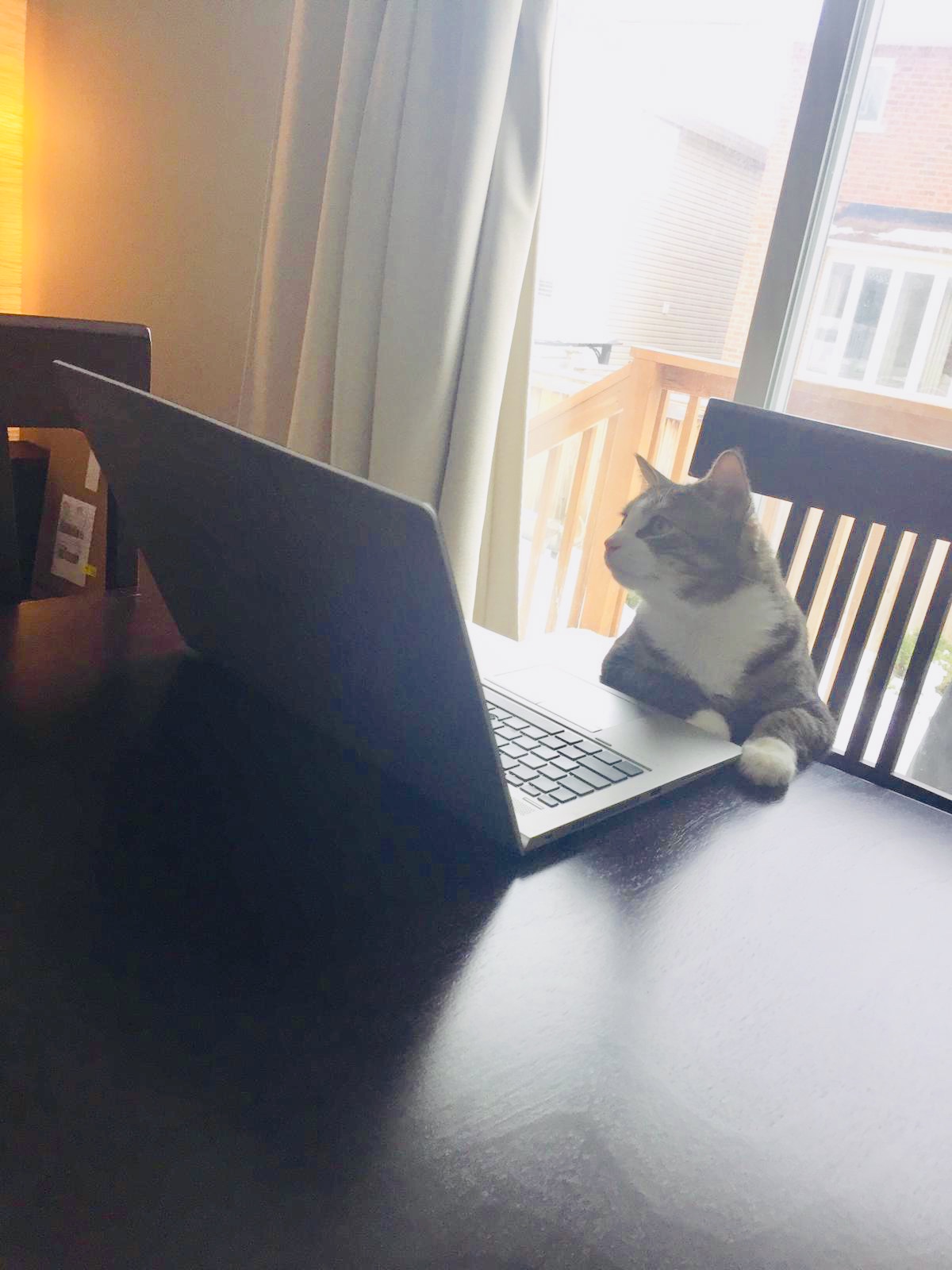 Cat surfing web Blank Meme Template