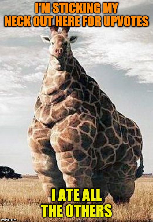 Fat Giraffe | I'M STICKING MY NECK OUT HERE FOR UPVOTES; I ATE ALL THE OTHERS | image tagged in fat giraffe,memes,funny memes | made w/ Imgflip meme maker