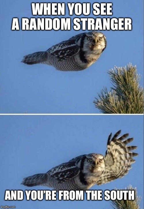 Southern hospitality | WHEN YOU SEE A RANDOM STRANGER; AND YOU’RE FROM THE SOUTH | image tagged in memes,owl wave,southern pride,southern hospitality | made w/ Imgflip meme maker
