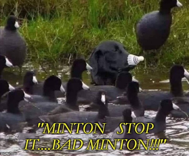 "MINTON   STOP IT....BAD MINTON!!!" | image tagged in dogs | made w/ Imgflip meme maker