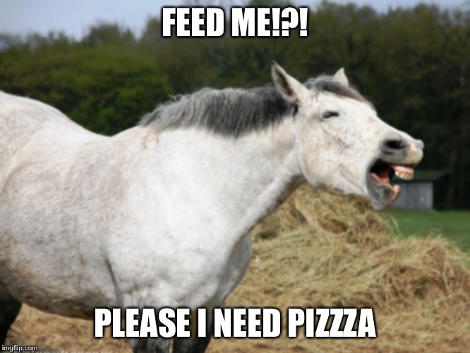 Pizza | FEED ME!?! PLEASE I NEED PIZZZA | image tagged in horse | made w/ Imgflip meme maker