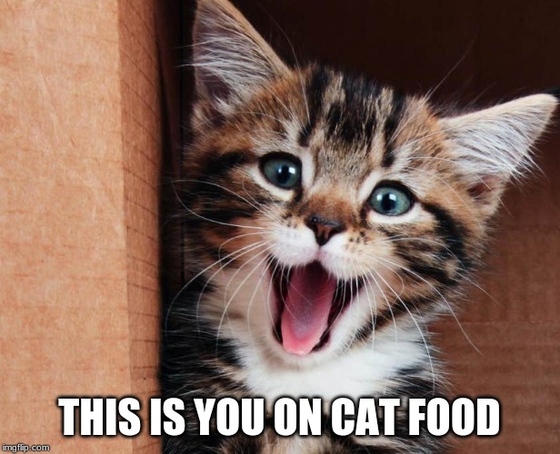 cat face :) | THIS IS YOU ON CAT FOOD | image tagged in cat | made w/ Imgflip meme maker