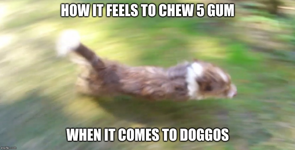 dog craziness | HOW IT FEELS TO CHEW 5 GUM; WHEN IT COMES TO DOGGOS | image tagged in dogs | made w/ Imgflip meme maker