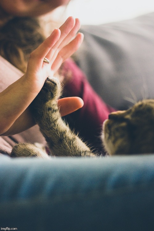 Kitten high five | image tagged in kitten high five | made w/ Imgflip meme maker