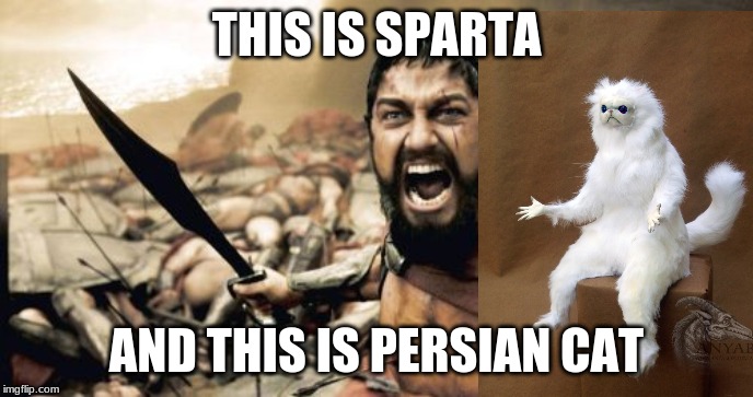 Sparta Leonidas | THIS IS SPARTA; AND THIS IS PERSIAN CAT | image tagged in memes,sparta leonidas | made w/ Imgflip meme maker