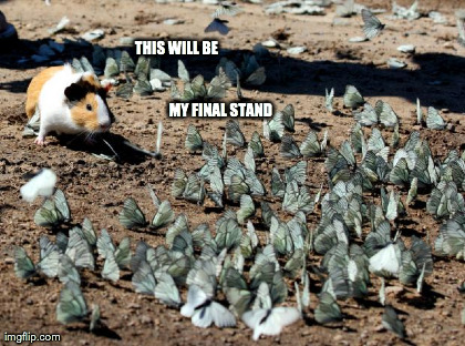 image tagged in animals | made w/ Imgflip meme maker