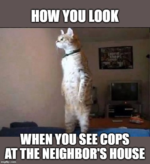 cats nosy neighbor Memes & GIFs - Imgflip