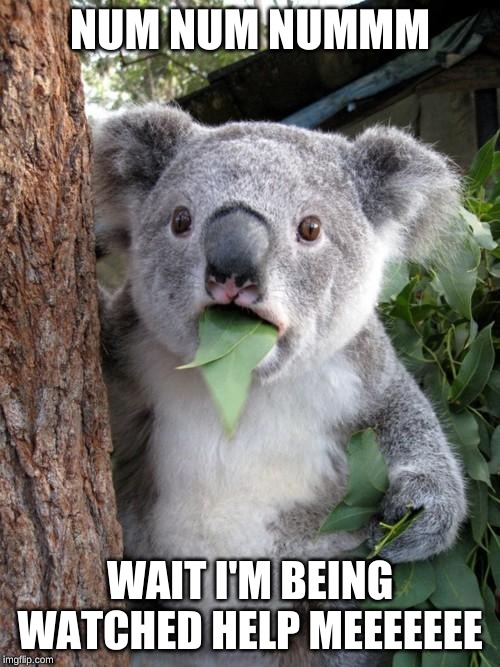 Surprised Koala | NUM NUM NUMMM; WAIT I'M BEING WATCHED HELP MEEEEEEE | image tagged in memes,surprised koala | made w/ Imgflip meme maker