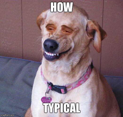 Dog smile | HOW TYPICAL | image tagged in dog smile | made w/ Imgflip meme maker